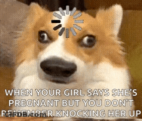 Dog With Loading Wheel Saying When Your Girl Says She's Pregnant But You Don't GIF