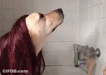 Dog With Long Red Hair Taking Shower GIF