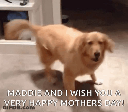 Dog With Maddie And Happy Mothers Day GIF