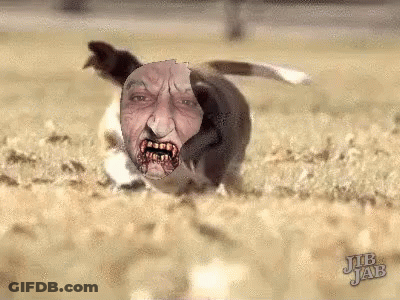 Dog With Man's Face Jub Jab GIF
