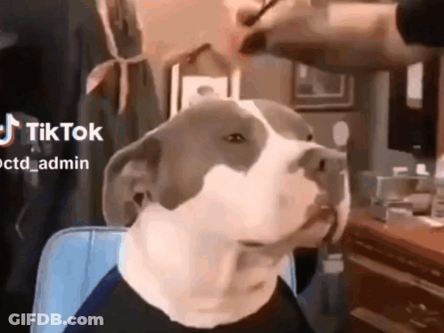 Dog With Mask Getting Haircut GIF