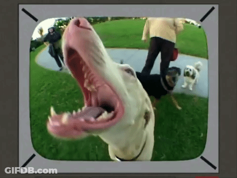 Dog With Mouth Open And Person Walking Behind GIF