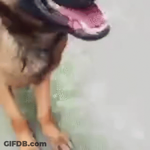 Dog With Mouth Open And Tongue Out GIF