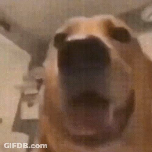 Dog With Mouth Open Close Up In Room GIF