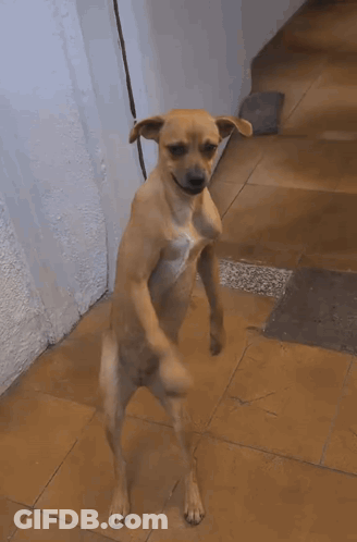 Dog With Mouth Open GIF