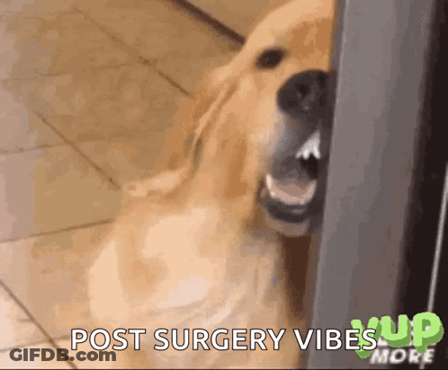 Dog With Mouth Open Post Surgery Vibes GIF