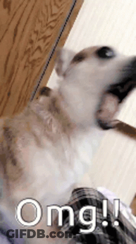 Dog With Mouth Open Saying OMG GIF