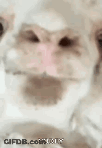 Dog With Mouth Open Saying Yodey GIF