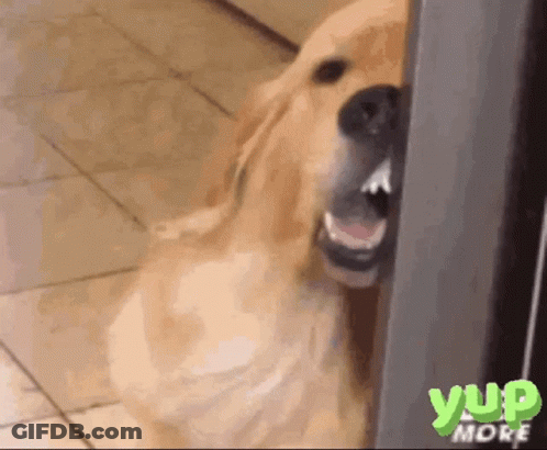 Dog With Mouth Open Saying Yup More GIF