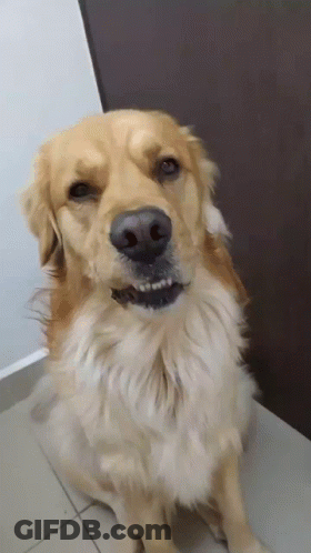 Dog With Mouth Open Showing Teeth GIF