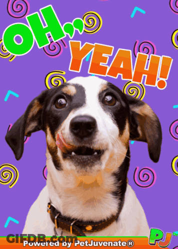 Dog With Oh Yeah Words GIF