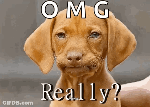 Dog With OMG Really Text GIF