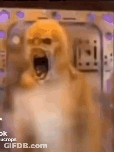 Dog With Open Mouth And Ok Ucrops GIF