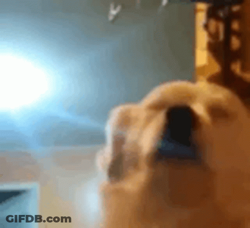 Dog With Open Mouth Close Up GIF