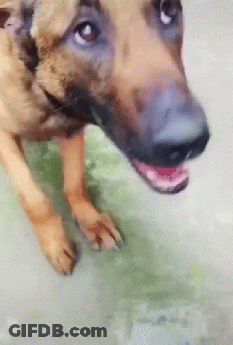 Dog With Open Mouth Close Up GIF