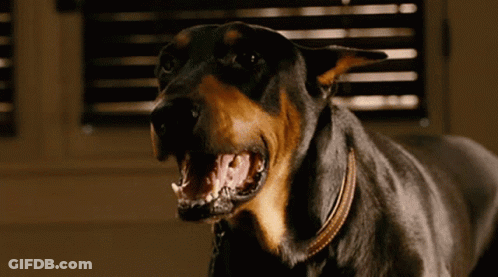 Dog With Open Mouth Looking GIF