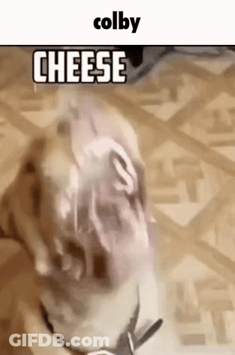 Dog With Open Mouth Saying Colby Cheese GIF