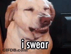 Dog With Open Mouth Saying I Swear GIF