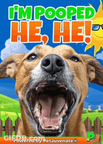 Dog With Open Mouth Saying Im Pooped GIF