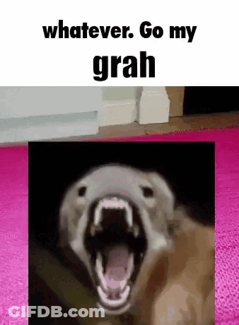 Dog With Open Mouth Saying Whatever GIF