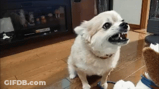 Dog With Open Mouth Showing Teeth GIF