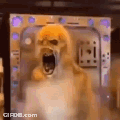 Dog With Open Mouth Standing In Room GIF