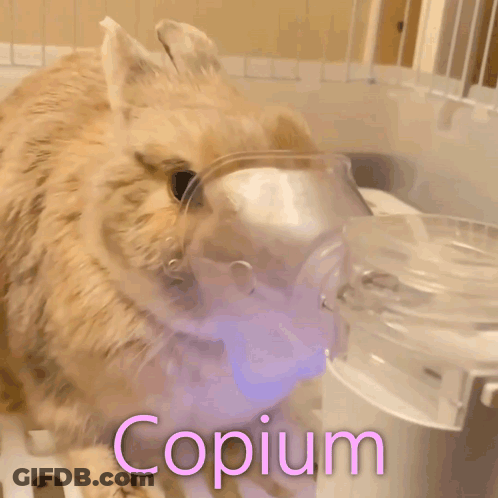 Dog With Oxygen Mask Copium GIF