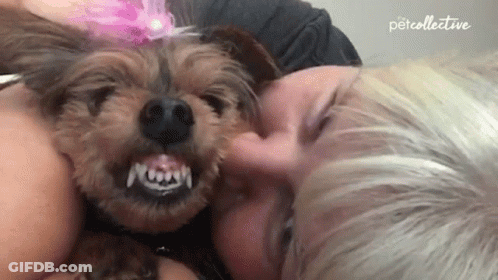 Dog With Pink Bow Lying On Woman's Lap GIF