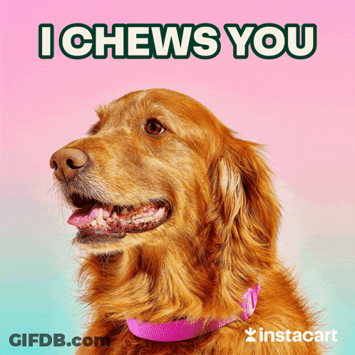 Dog With Pink Collar Saying I Chews You GIF