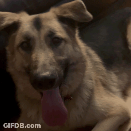 Dog With Pink Tongue Sticking Out GIF