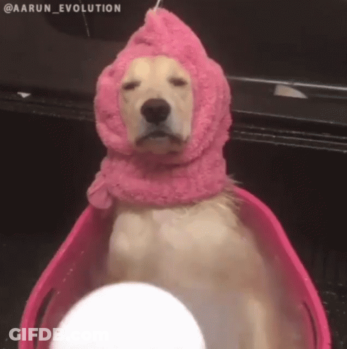 Dog With Pink Towel On Head In Pink Tub GIF