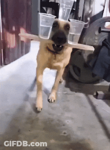 Dog With Plastic Cups On Head And Stick In Mouth GIF