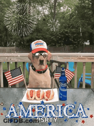 Dog With Plate Of Food And Bud Light GIF
