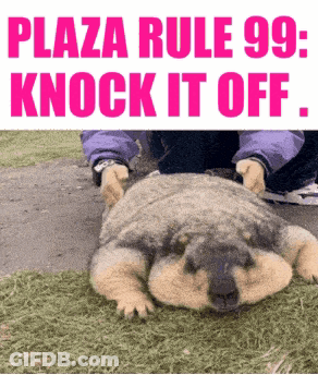 Dog With Plaza Rule 99 Knock It Off GIF