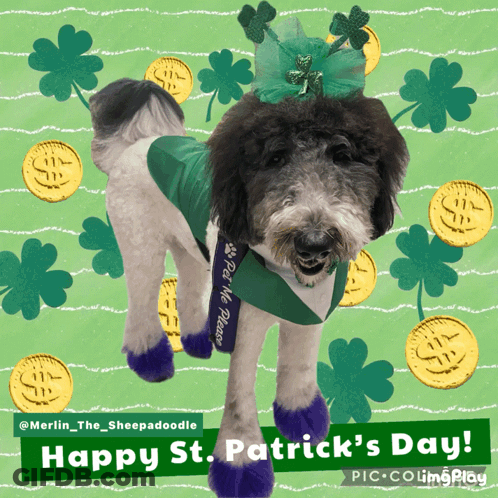 Dog With Purple Socks And Green Sash Happy St. Patrick's Day GIF