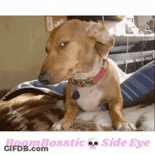 Dog With Red Collar Laying On Bed Saying Boombosstic Side Eye GIF