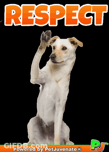 Dog With Respect Text GIF