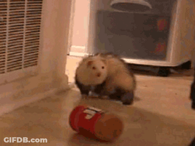 Dog With Rolling Butter GIF