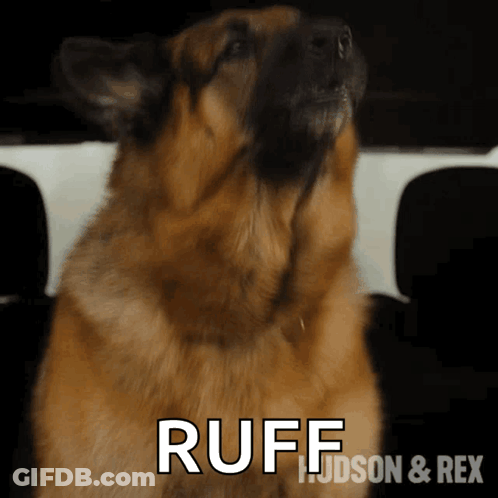 Dog With Ruff Text GIF