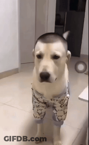 Dog With Shaved Head Wearing Pants GIF