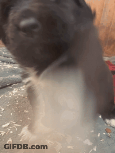 Dog With Smoke From Mouth GIF
