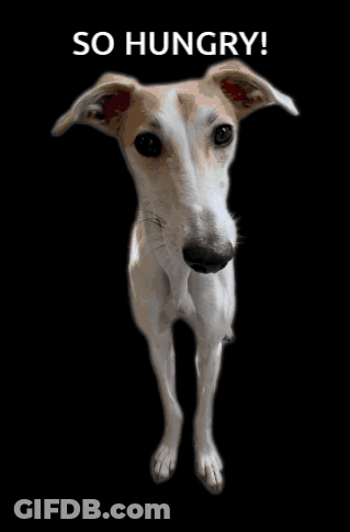 Dog With So Hungry Text GIF