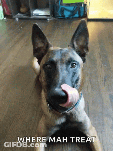 Dog With Sock Saying Where Mah Treat GIF