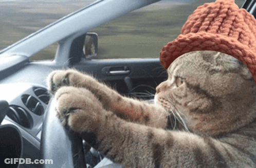 Dog With Socks GIF