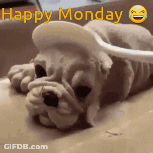 Dog With Spoon Saying Happy Monday GIF