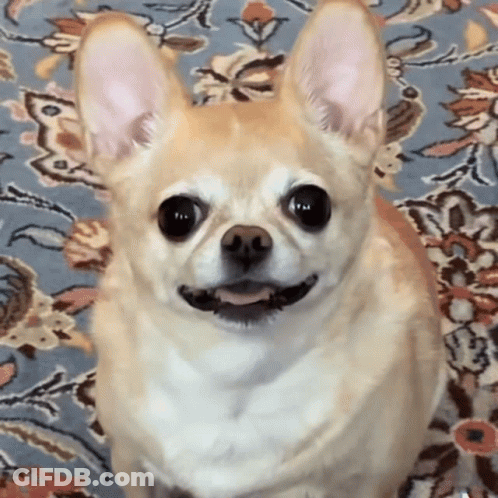 Dog With Stack Of Rice Cakes On Head GIF