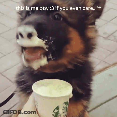Dog With Starbucks Cup This Is Me Btw 3 GIF