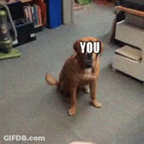 Dog With Sticker Saying You GIF