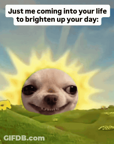 Dog With Sun Background Just Me Coming Into Your Life To Brighten Up Your Day GIF