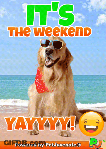 Dog With Sunglasses Bandana Beach It's The Weekend GIF